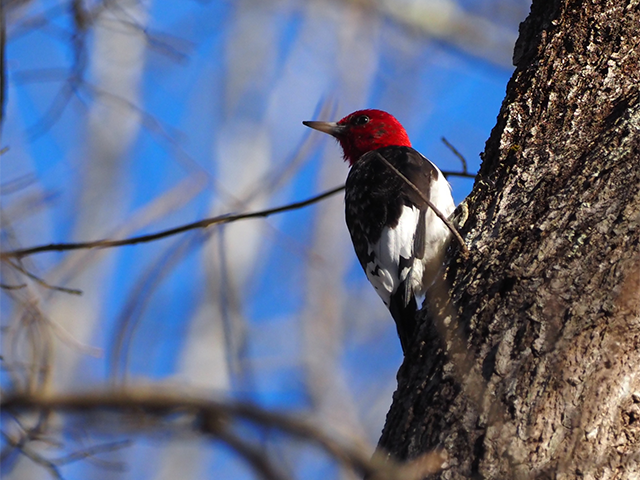 Red-headed Woodpecker by Simon Thompson